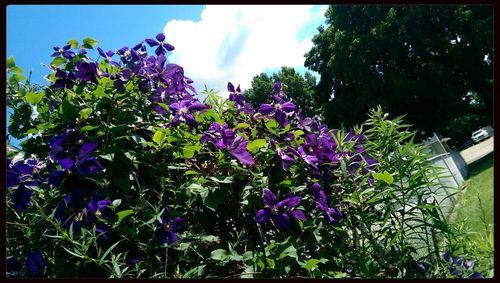 Close-up of purple flowers against blue sky
