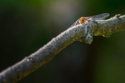 Close-up of insect on twig