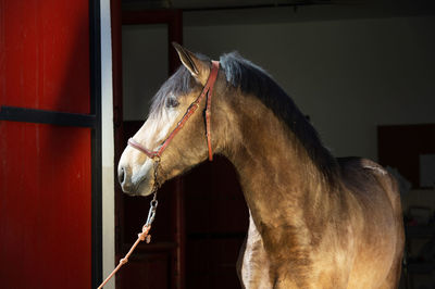 Close-up of horse in stable