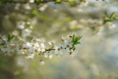 Close-up of cherry blossom plant