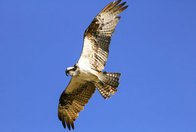 Low angle view of eagle flying against clear sky