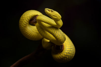 Close-up of snake against black background