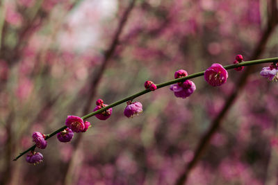 Close-up of pink cherry blossoms in spring