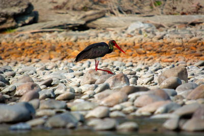 Bird perching on rock