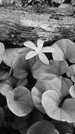 Close-up of flowers blooming outdoors