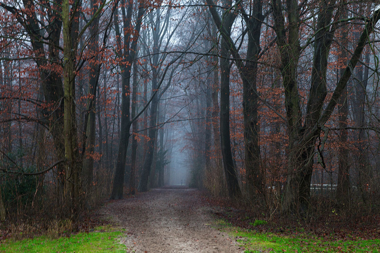 DIRT ROAD AMIDST TREES IN FOREST