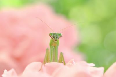 Close-up of insect on leaf