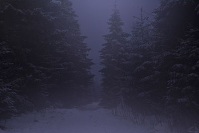 Trees in forest during winter