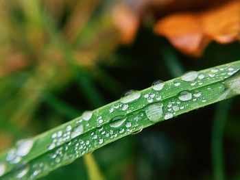 Close-up of water drops on leaf