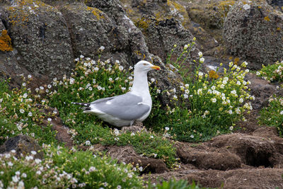 Side view of seagull perching on rock