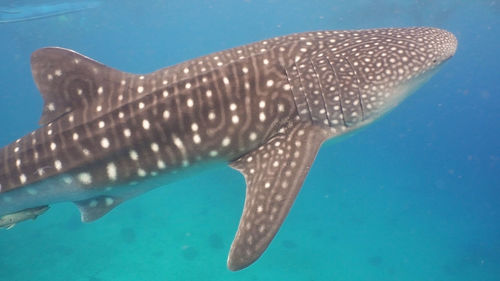 Fish swimming in sea