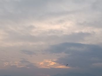 Low angle view of bird flying in sky