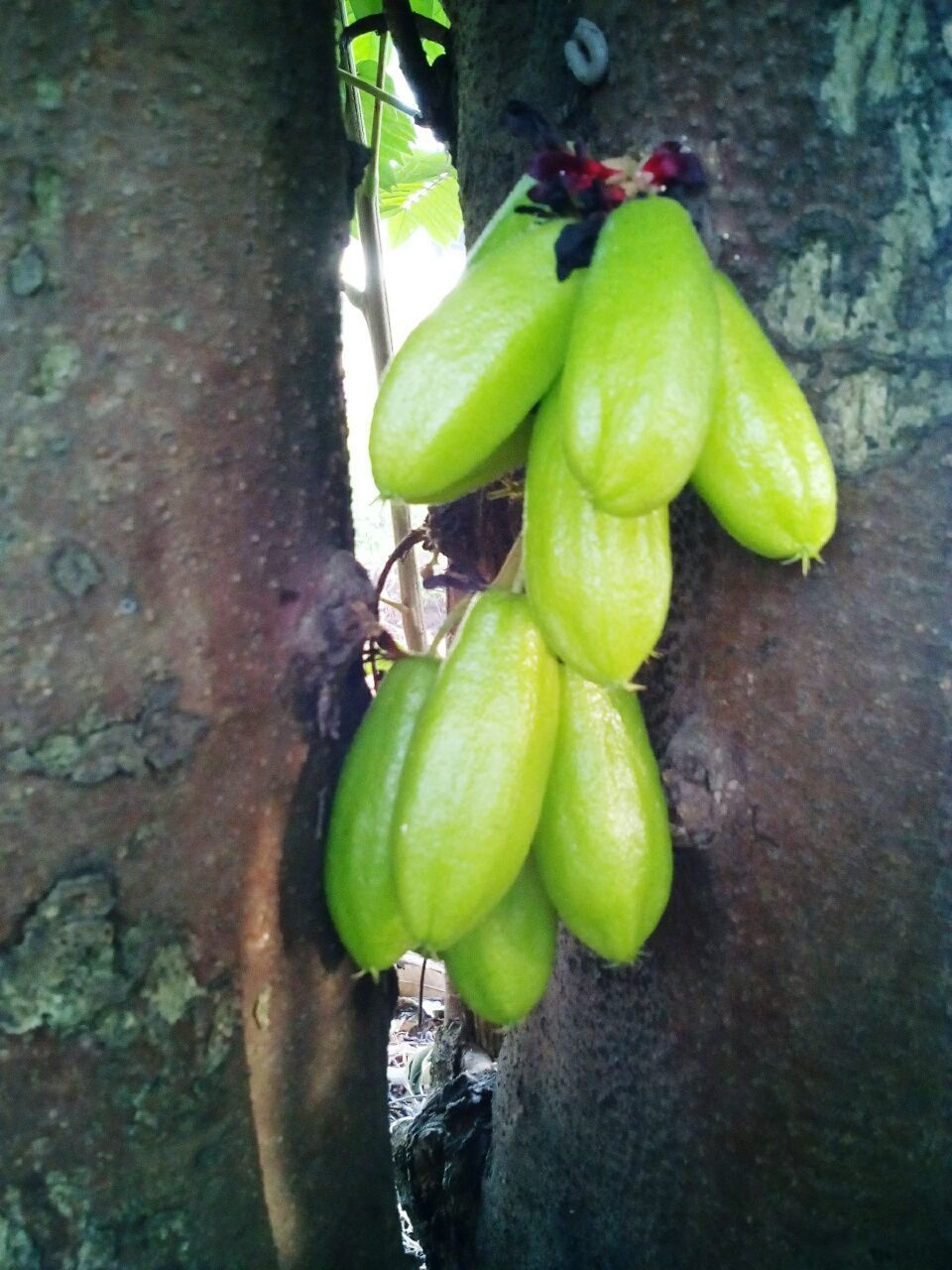 CLOSE-UP OF FRESH FRUITS HANGING ON TREE