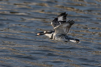 Pied kingfisher caught a fish and flying