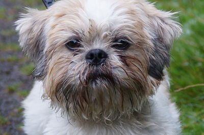 Close-up portrait of dog