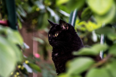 Close-up of cat sitting outdoors