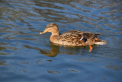 Swimming in lake