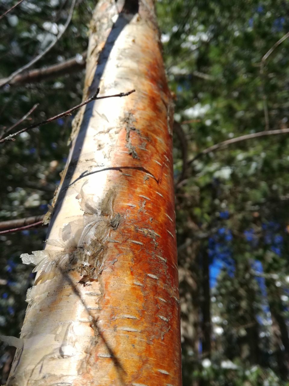 CLOSE-UP OF TREE TRUNK