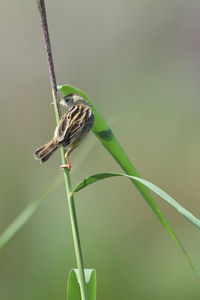 Close-up of  streaked fantail warbler on leaf against blurred background