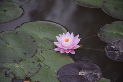 Close-up of lotus water lily in pond