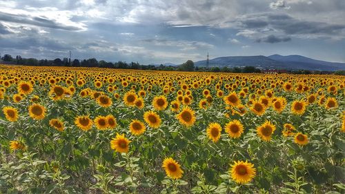 Scenic view of sunflower field against sky