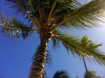 Low angle view of palm tree against clear sky