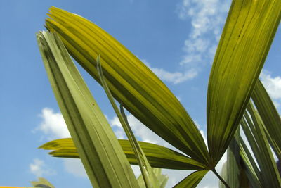 Low angle view of plant against sky