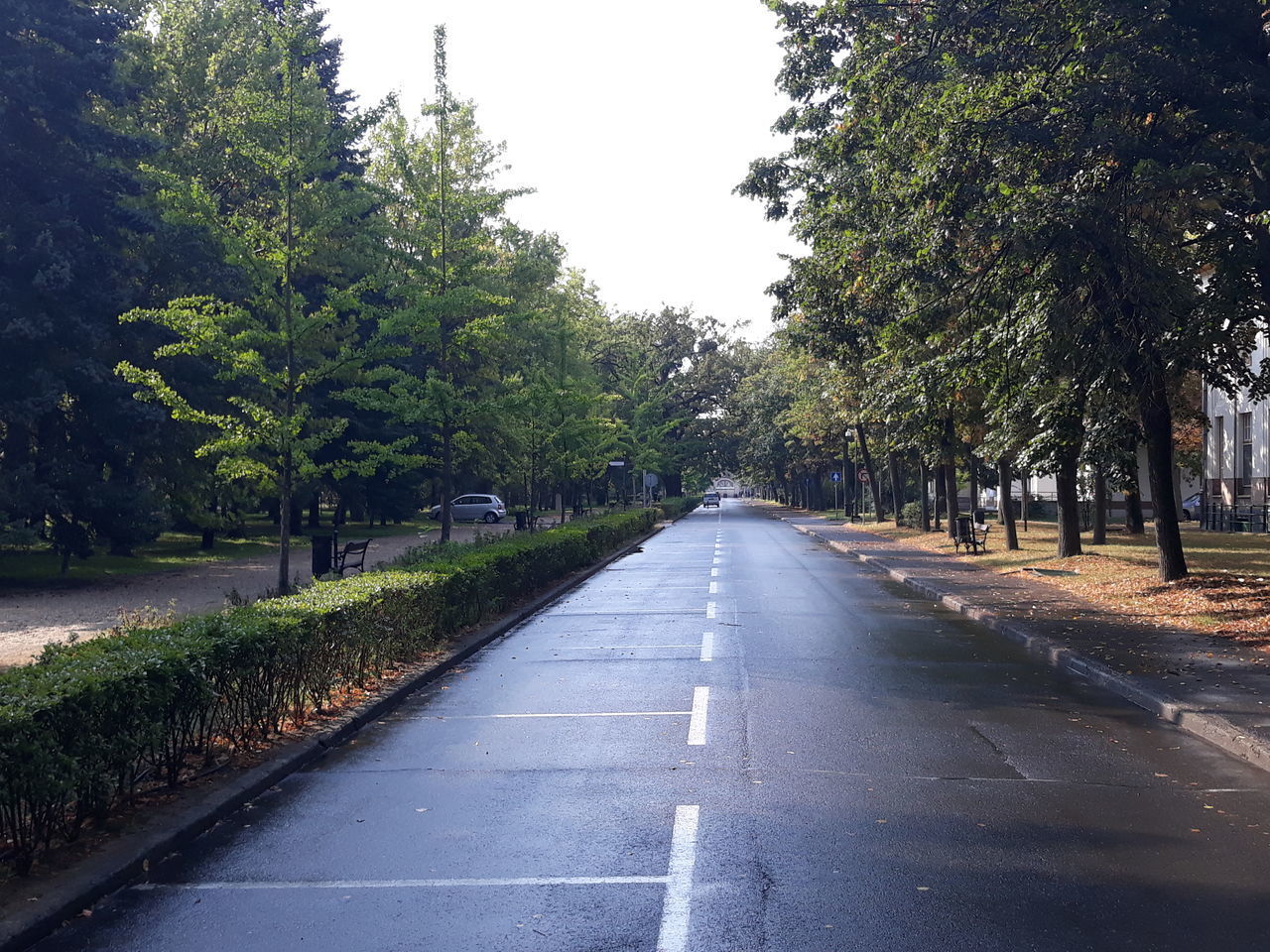 EMPTY ROAD ALONG TREES AND PLANTS