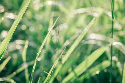 Full frame shot of fresh grass