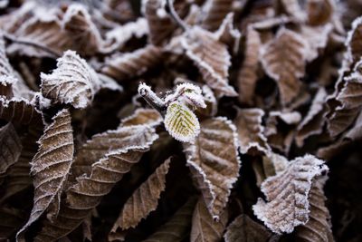 Close-up of snow on plant during winter