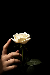 Close-up of hand holding leaf against black background