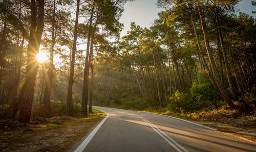 Road amidst trees in forest