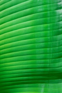 Full frame shot of palm leaves