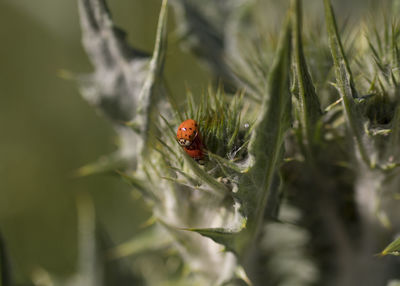 Close-up of ladybug on leaf