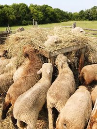 View of sheep on field