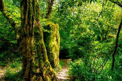 Trees growing in forest