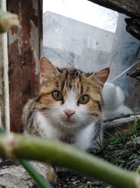 Close-up portrait of cat by window