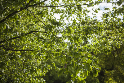 Low angle view of tree leaves in forest