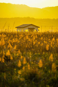 Scenic view of agricultural field against sky during sunset