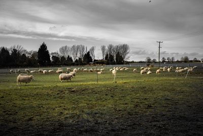 Horses on landscape against sky
