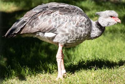 Side view of a bird on field