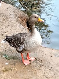 View of a bird on lakeshore