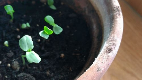 Close-up of small plant