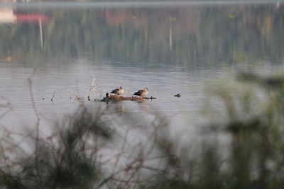 Ducks swimming in lake