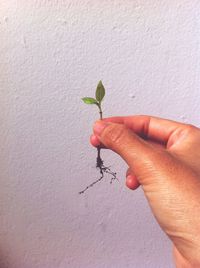 Close-up of hand holding plant against wall