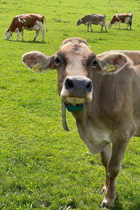 Cows standing in a field