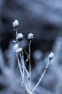 Close-up of snow on plant