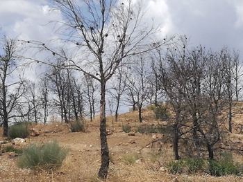 Bare trees on field against sky