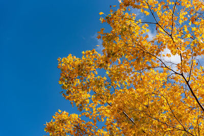 Low angle view of yellow flowering tree against clear blue sky