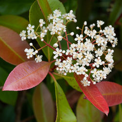 Close-up of white flowering plant